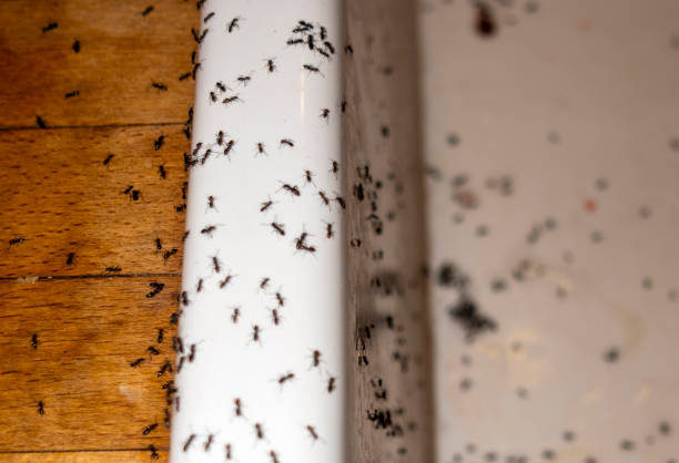 Insect Control in Shelton, NE